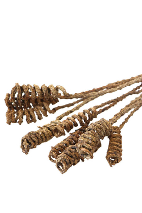 10lu Tropik Shany Springs 45 cm - 2
