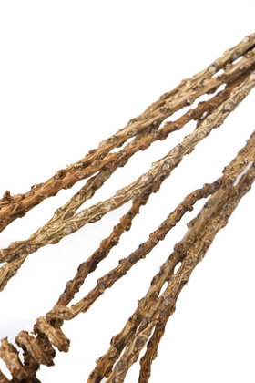 10lu Tropik Shany Springs 45 cm - 3
