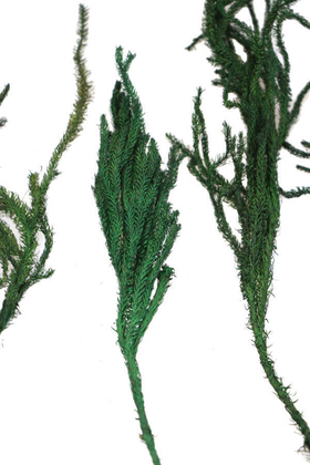 Teraryum Bitkisi Licopodium Kibrit Otu - 2