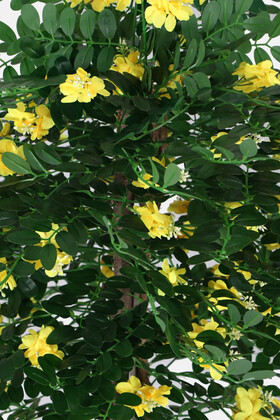 2 Boy Yapay Sibirya Bezelye Ağacı Caragana Arborescens 120 cm ve 180 cm - 4