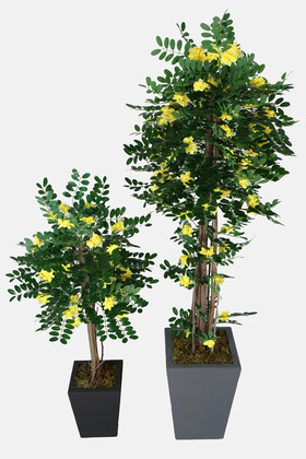 2 Boy Yapay Sibirya Bezelye Ağacı Caragana Arborescens 120 cm ve 180 cm - 1