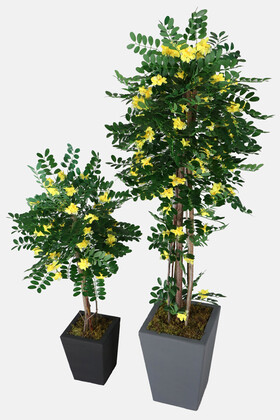2 Boy Yapay Sibirya Bezelye Ağacı Caragana Arborescens 120 cm ve 180 cm - 2