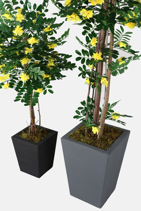 2 Boy Yapay Sibirya Bezelye Ağacı Caragana Arborescens 120 cm ve 180 cm - 3