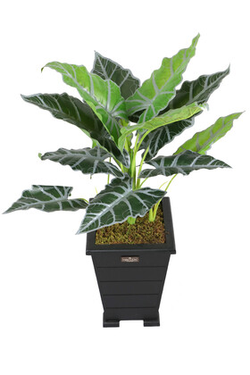 Yapay Alocasia Bitkisi Ahşap Konik Saksıda 85 cm Yeşil-Gri - 2