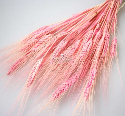 Kuru Başak Demeti Açık Pembe - 2
