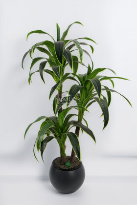 Küre Saksıda Yapay Ağaç 3 gövdeli Cordyline 180 cm Yeşil Sarı - 2