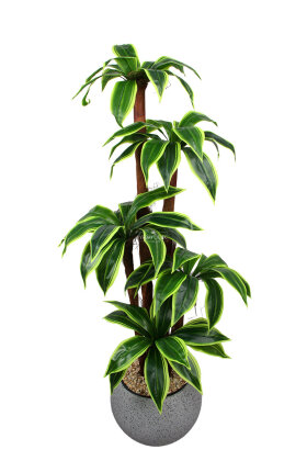 Küre Saksıda Yapay Ağaç Kyoto Çizgili Cordyline 155 cm - 2