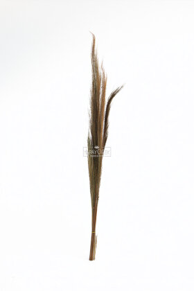  Kuru Çiçek Uzun 10lu Broom Grass 108 cm - 2