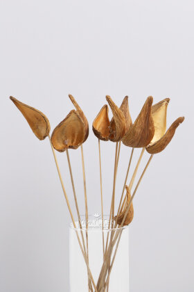 İthal Kuru çiçek 7li Pradeep On Stem 47 cm - 2