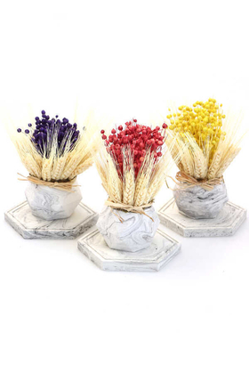 Tepsili Beton Saksıda Kuru Luna Tanzimi 3lü (Set-1) - 2