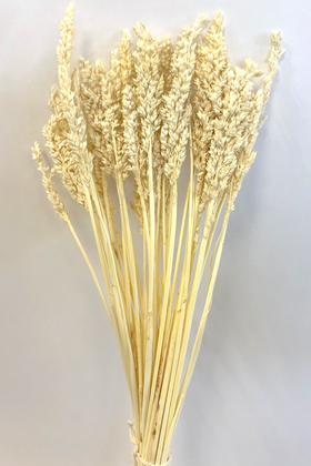 Kuru Çiçek Sorghum Otu 55 cm Krem - Yapay Çiçek Deposu