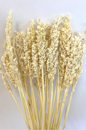 Kuru Çiçek Sorghum Otu 55 cm Krem - 2