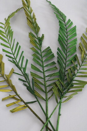 5 Adet Tropik Kurutulmuş Areka Dalı 60-70 cm - 2