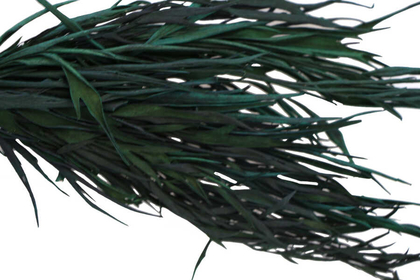 Dekoratif Kurutulmuş Yeşil Mini Bitki 20 cm Gavellia Leaves - 2