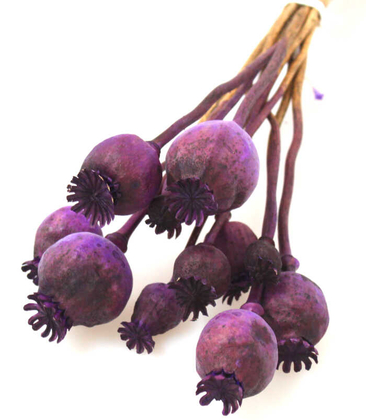 Kuru Çiçek Papaver Otu Mor - 2