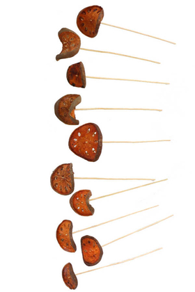10lu Tropic Kuru Bell Cup Slice Bambu Saplı - 2