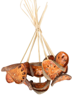 10lu Tropic Kuru Bell Cup Slice Bambu Saplı - 3