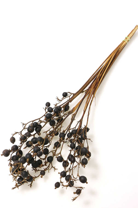 Kuru Çiçek Black Berri Böğürtlen Dalı 60cm - 1