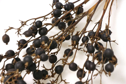 Kuru Çiçek Black Berri Böğürtlen Dalı 60cm - 2