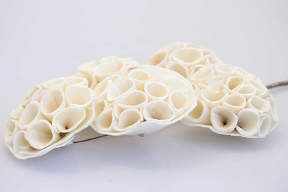 5li Shola Büyük Lotus 40cm - 3