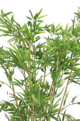 Lüx Saksıda Yapay Bambu Ağacı 160 cm 10 Gövdeli (Islak Kırçıllı Yaprak) - 2