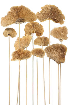 10lu Kuru Sponge Mushroom on Stem 45 cm - 1