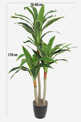 Saksıda Yapay 3 Gövdeli Massengena Ağacı 170 cm Yeşil-Sarı - 2