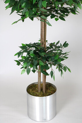 Gri Metal Saksıda Yapay Benjamin Ağacı (Ficus benjamina) 180 cm Yeşil - 3