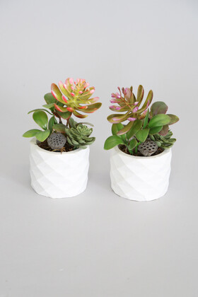 Mini Beton Saksıda Lotuslu Succulent 2li Set - 1