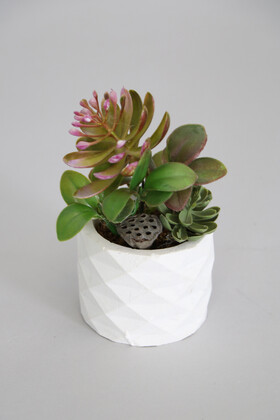 Mini Beton Saksıda Lotuslu Succulent Morlu Model - 1