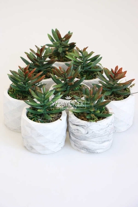 8 Adet Beton Saksıda Yeşil Kızıl Succulent Senecio Plant Set - 2