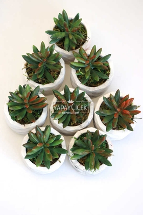 8 Adet Beton Saksıda Yeşil Kızıl Succulent Senecio Plant Set - 3
