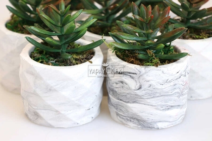 8 Adet Beton Saksıda Yeşil Kızıl Succulent Senecio Plant Set - 4
