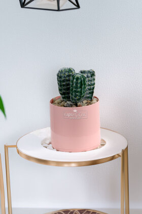 Pembe Saksıda Yapay Mini 3lü Kaktüs 14 cm - Yapay Çiçek Deposu