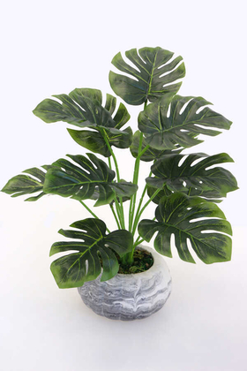 Beton Saksıda Monstera Deve Tabanı Bitkisi 40 cm - 1