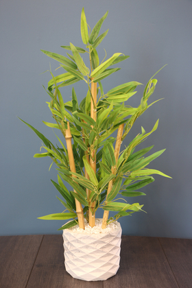 Saksıda Lüx Bambu Ağacı Açık Yeşil 65 cm (Taşlı Model) - 1