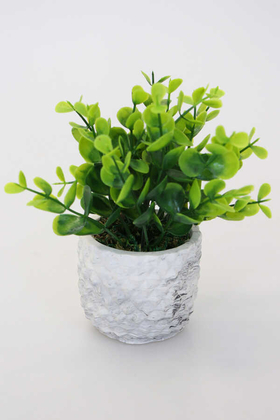 Dekoratif Beton Saksıda Şimşir Tanzimi 15cm - 1