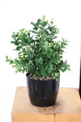 Yapay Yoğun Yaprakli Okaliptus Saksılı 25 cm - 1