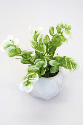 Dekoratif Geometrik Beton Saksıda Yeşillik Tanzimi 16cm Yeşil-Beyaz - 2