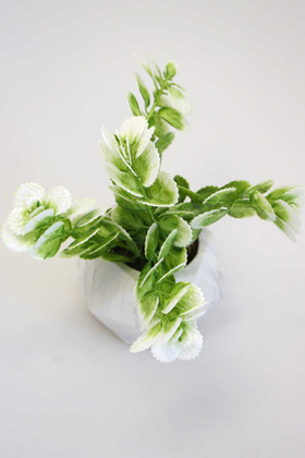 Dekoratif Geometrik Beton Saksıda Yeşillik Tanzimi 16cm Yeşil-Beyaz - 3