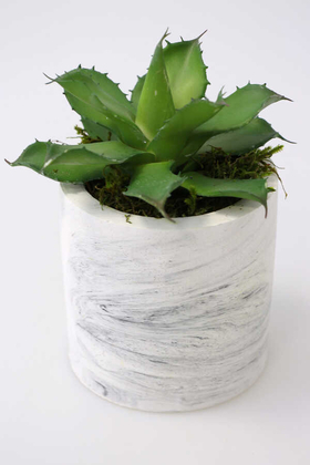 Beton Saksıda Islak Büyük Succulent Echeveria Setosa Yeşil - Yapay Çiçek Deposu