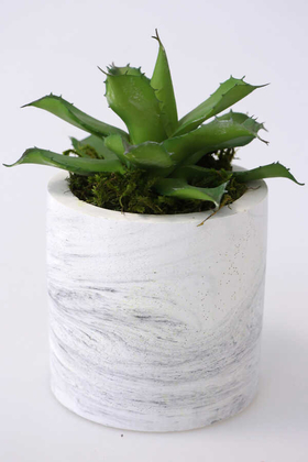 Beton Saksıda Islak Büyük Succulent Echeveria Setosa Yeşil - 2