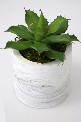 Beton Saksıda Islak Büyük Succulent Echeveria Setosa Yeşil - 3
