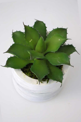 Beton Saksıda Islak Büyük Succulent Echeveria Setosa Yeşil - 4