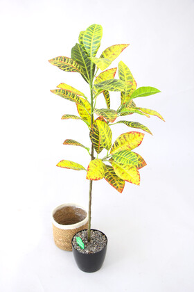 Yapay Ağac Saksıda Kraton Bitkisi 3 Dallı 105 cm (Hasır Saksılı) - 6