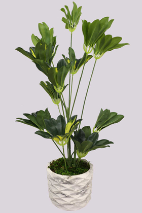 Handmade Beton Saksıda Yapay Şeflera Bitkisi 65cm (Schefflera) - Yapay Çiçek Deposu