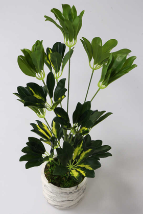 Handmade Beton Saksıda Yapay Şeflera Bitkisi 65cm (Schefflera) - 2