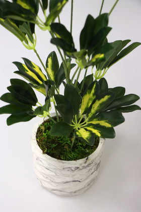 Handmade Beton Saksıda Yapay Şeflera Bitkisi 65cm (Schefflera) - 3