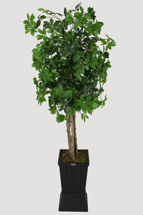 Ahşap Saksıda Yapay Schefflera (Şeflera) Ağacı 180 cm - 2