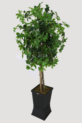 Ahşap Saksıda Yapay Schefflera (Şeflera) Ağacı 180 cm - 1